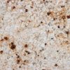 Colonial White Granite Countertop